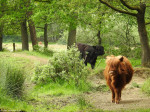 Helaas geen Schotse Hooglanders meer in het Witte Veen